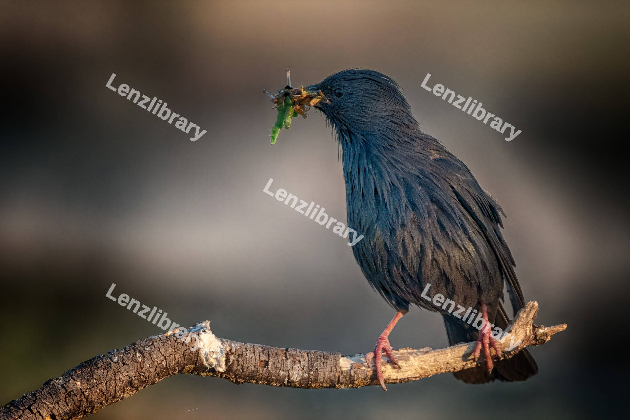 Spotless Starling Bird
